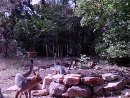 Video: Juvenile foxes